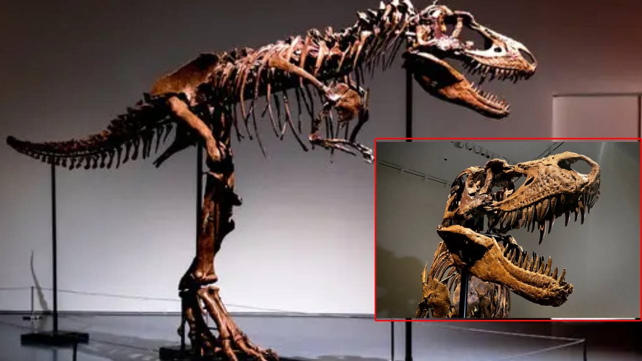 Dinosaur skeleton : 7.7 కోట్ల ఏళ్ల నాటి డైనోసార్ అస్థి పంజరం ధర రూ.48.5 కోట్లు Dinosaur skeleton : 7.7 కోట్ల ఏళ్ల నాటి డైనోసార్ అస్థి పంజరం ధర రూ.48.5 కోట్లు