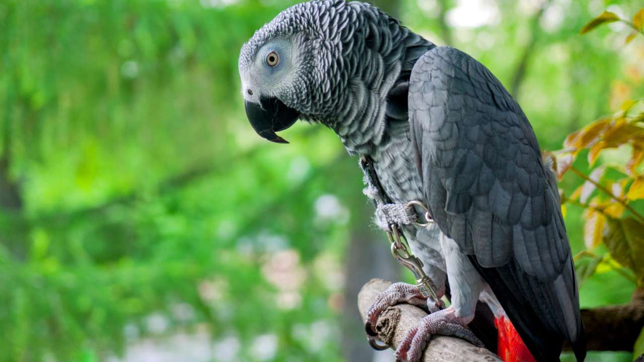 African Grey Parrot: కనిపించకుండా పోయిన చిలుక.. కనిపెడితే రూ.50 వేల బహుమతి African Grey Parrot: కనిపించకుండా పోయిన చిలుక.. కనిపెడితే రూ.50 వేల బహుమతి