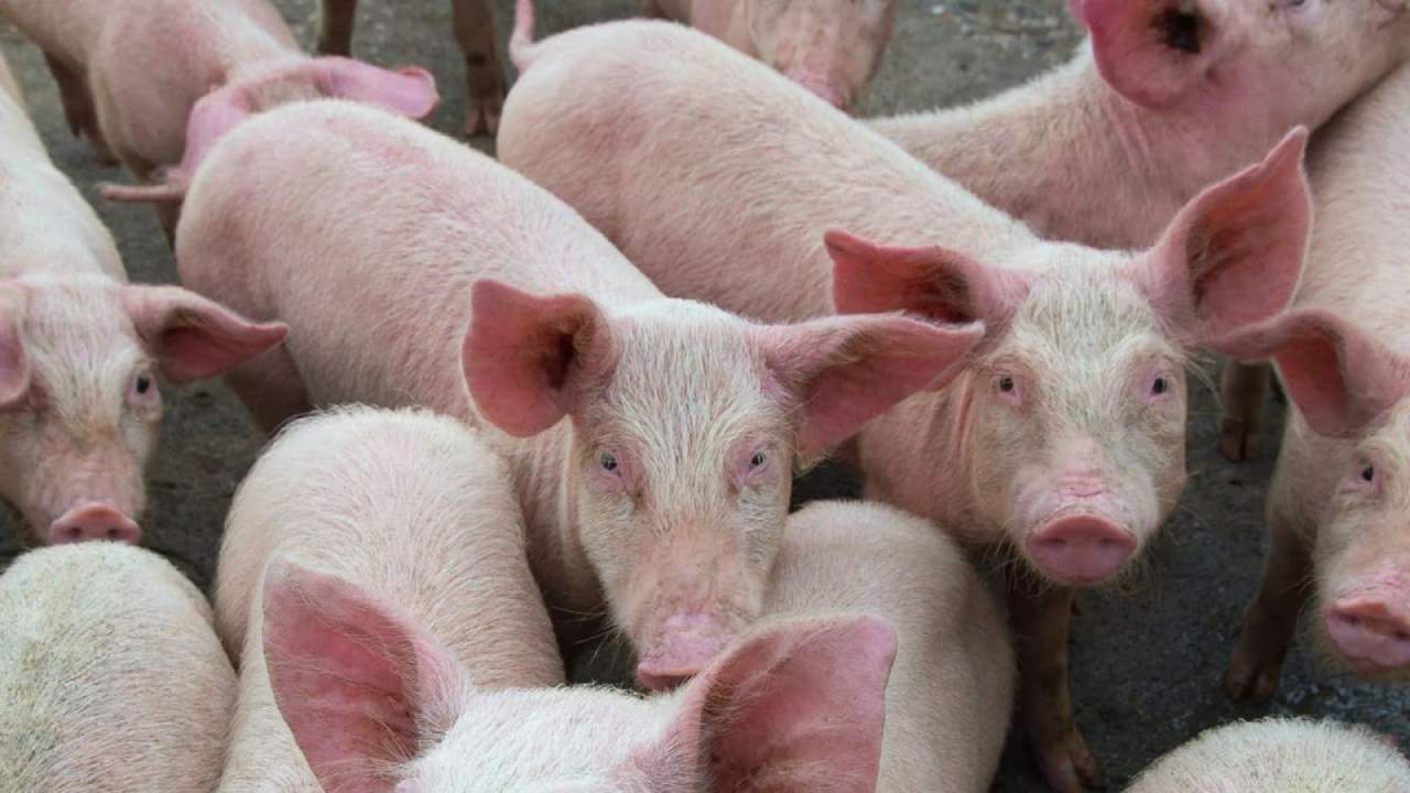 African Swine Fever: అసోంలో ఆఫ్రికన్ స్వైన్ ఫీవర్ గుర్తింపు African Swine Fever: అసోంలో ఆఫ్రికన్ స్వైన్ ఫీవర్ గుర్తింపు