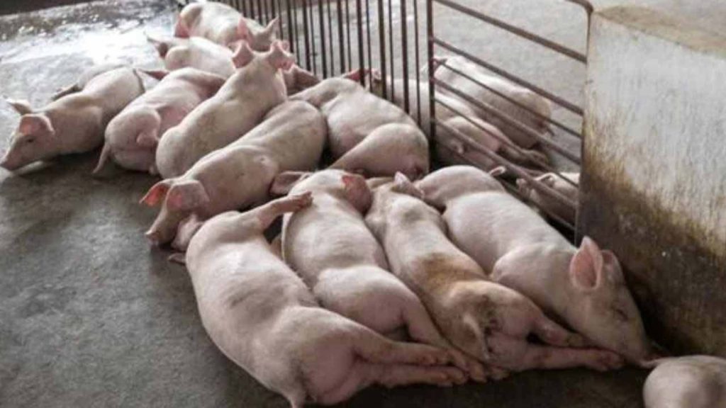 African Swine Fever