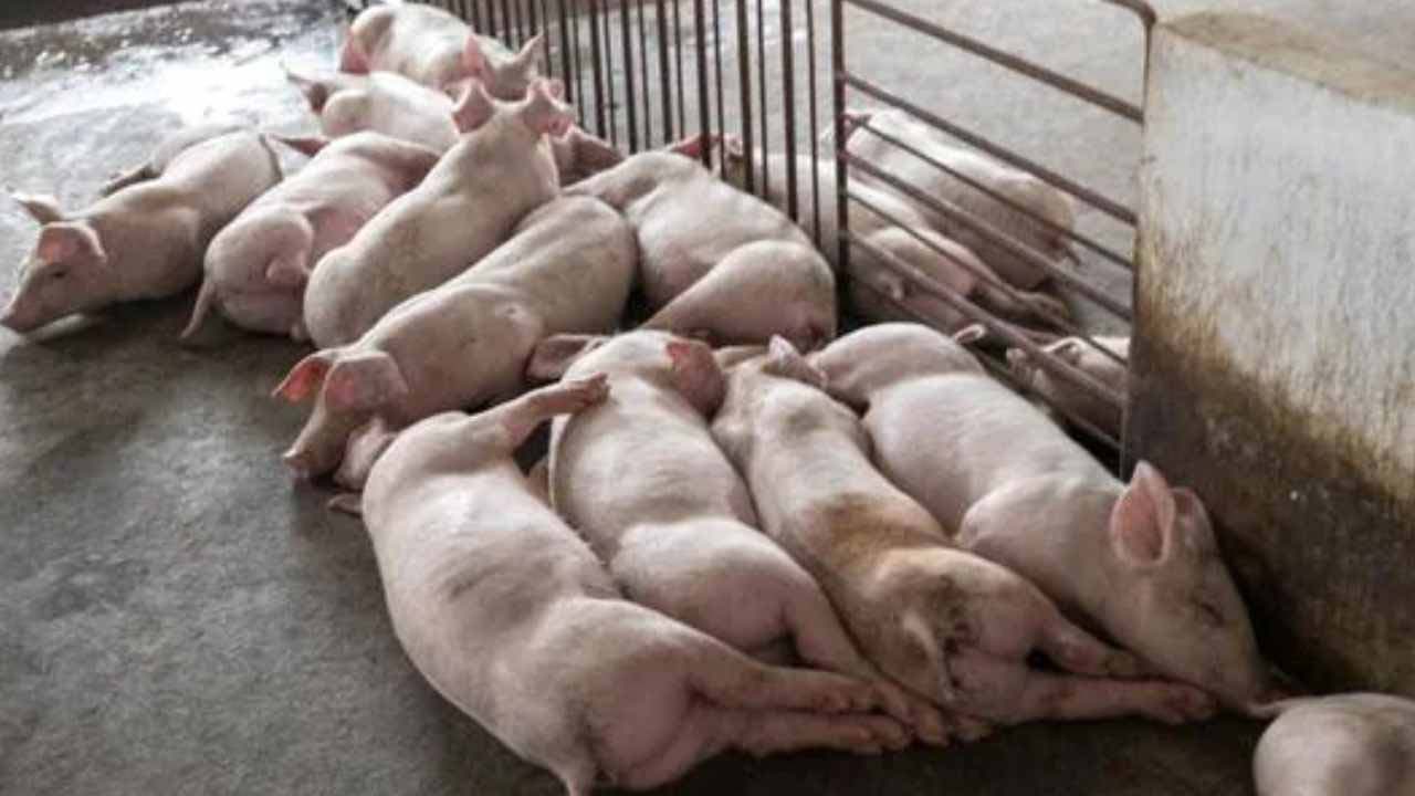 African Swine Fever In Kerala: కేరళలో ఆఫ్రికన్ స్వైన్ ఫీవర్ కలకలం.. రెండు జిల్లాల్లో హై అలర్ట్ .. African Swine Fever In Kerala: కేరళలో ఆఫ్రికన్ స్వైన్ ఫీవర్ కలకలం.. రెండు జిల్లాల్లో హై అలర్ట్ ..