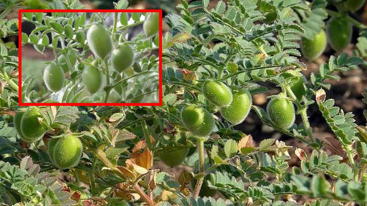 Bengal Gram : శనగపంటలో తెగుళ్ళ వ్యాప్తి, నివారణ Bengal Gram : శనగపంటలో తెగుళ్ళ వ్యాప్తి, నివారణ