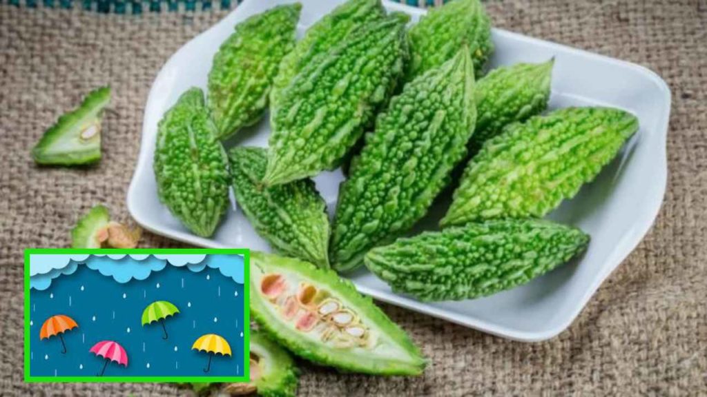 Bitter Gourd