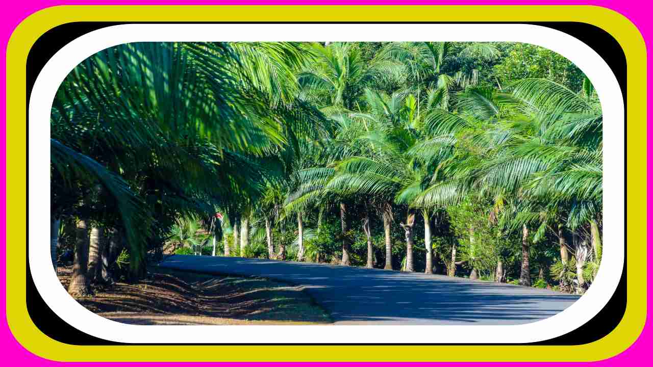Coconut Cultivation : కొబ్బరి తోటల్లో సేంద్రీయ ఎరువుల వినియోగం! Coconut Cultivation : కొబ్బరి తోటల్లో సేంద్రీయ ఎరువుల వినియోగం!