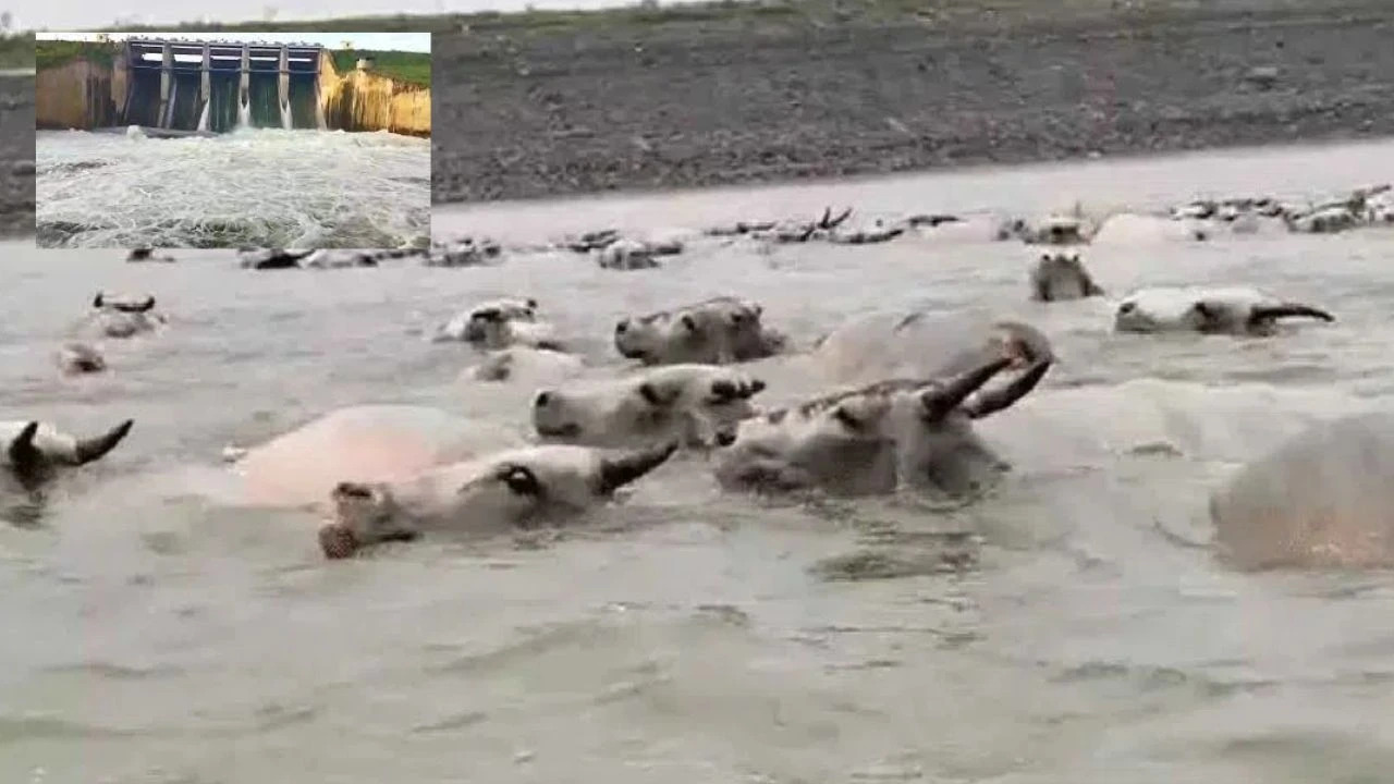Cows Missing : వెలుగోడు రిజర్వాయర్ లో ఆవుల గల్లంతు.. ఇంకా లభించని 150కిపైగా గోవుల ఆచూకీ Cows Missing : వెలుగోడు రిజర్వాయర్ లో ఆవుల గల్లంతు.. ఇంకా లభించని 150కిపైగా గోవుల ఆచూకీ