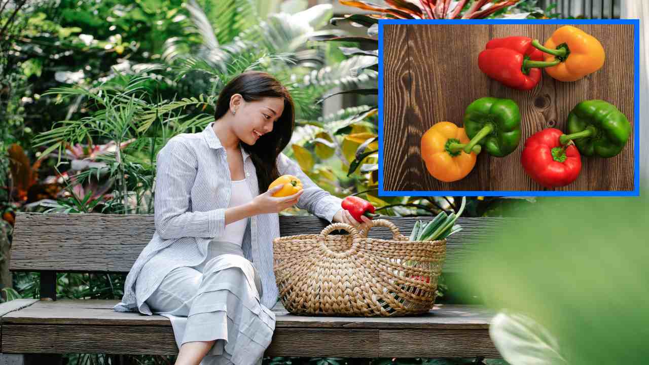 Capsicum : కొవ్వును కరిగించి గుండెను ఆరోగ్యంగా ఉంచే క్యాప్సికమ్! Capsicum : కొవ్వును కరిగించి గుండెను ఆరోగ్యంగా ఉంచే క్యాప్సికమ్!