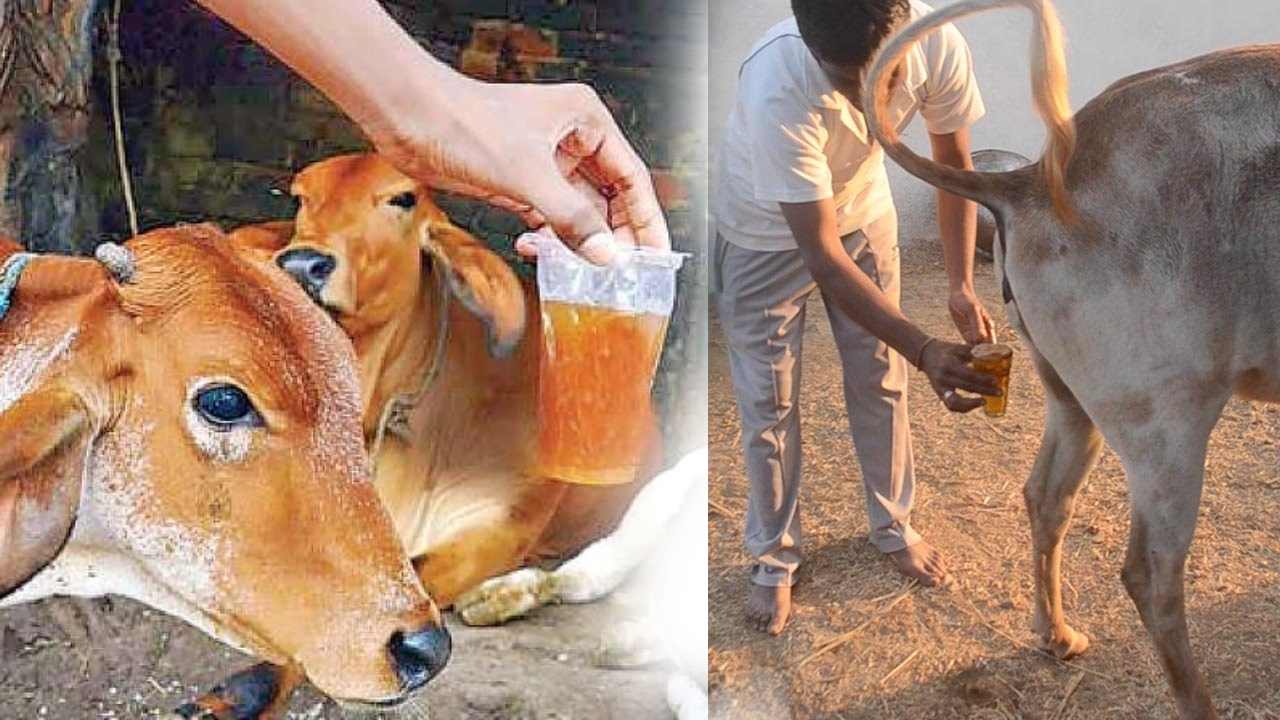 Cattle Urine : పేడతో పాటు గో మూత్రం కూడా కొంటామని ప్రకటించిన ప్రభుత్వం..లీటర్ ఎంతంటే.. Cattle Urine : పేడతో పాటు గో మూత్రం కూడా కొంటామని ప్రకటించిన ప్రభుత్వం..లీటర్ ఎంతంటే..