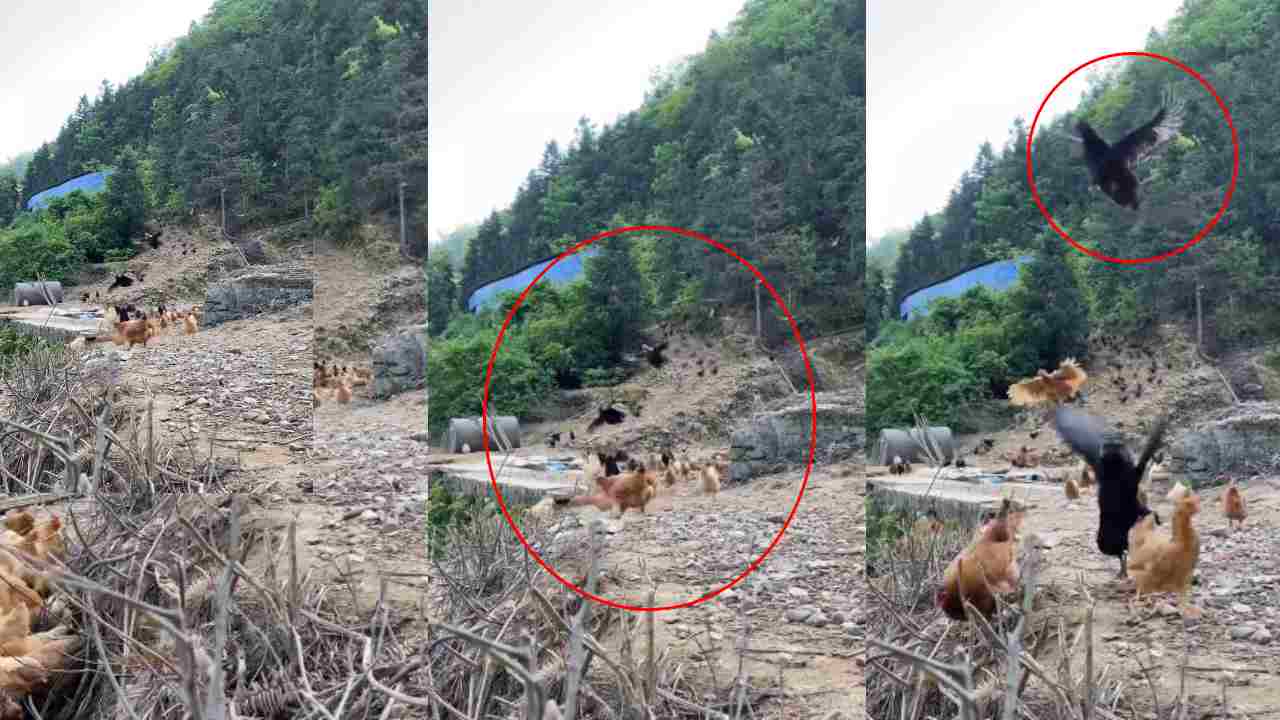 Chicken flying: ఆమె పిలుపుకు గాల్లో పక్షుల్లా ఎగిరి వచ్చేస్తున్న కోళ్లు..! Chicken flying: ఆమె పిలుపుకు గాల్లో పక్షుల్లా ఎగిరి వచ్చేస్తున్న కోళ్లు..!