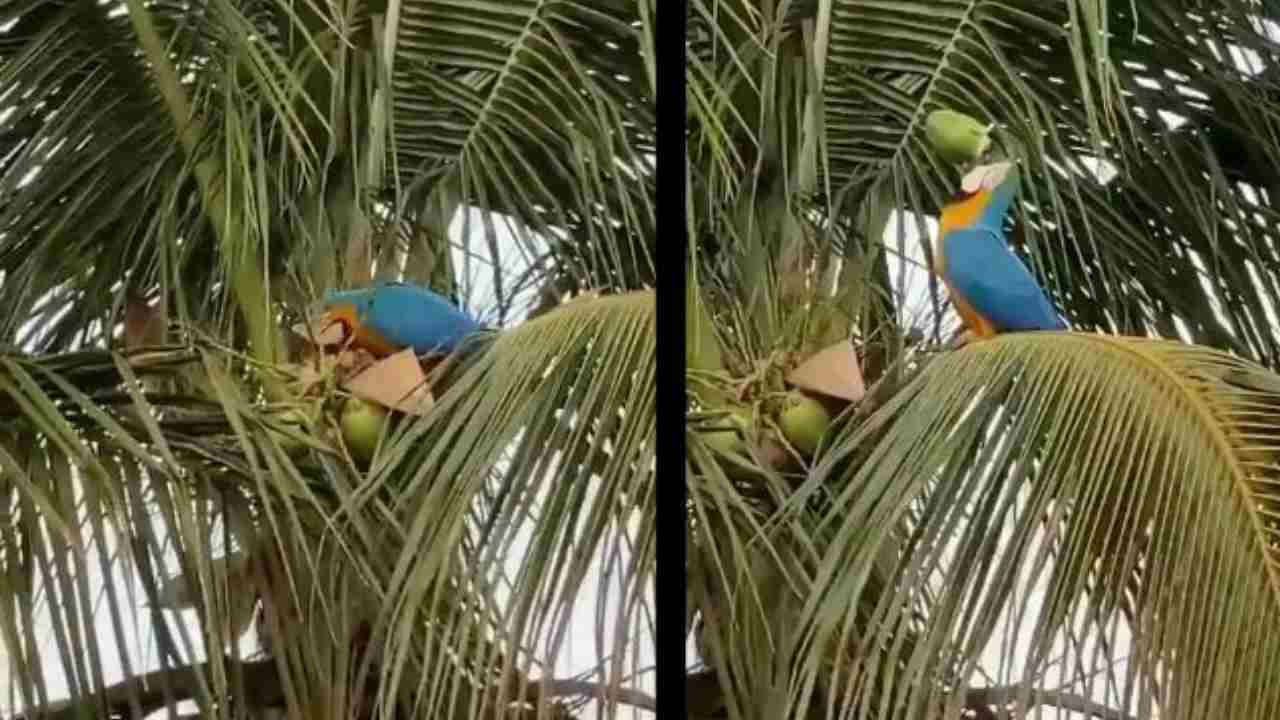 Viral Video: మీరెప్పుడైనా కొబ్బరి బోండాను ఇలా తాగారా? ట్రై చేస్తారా? Viral Video: మీరెప్పుడైనా కొబ్బరి బోండాను ఇలా తాగారా? ట్రై చేస్తారా?