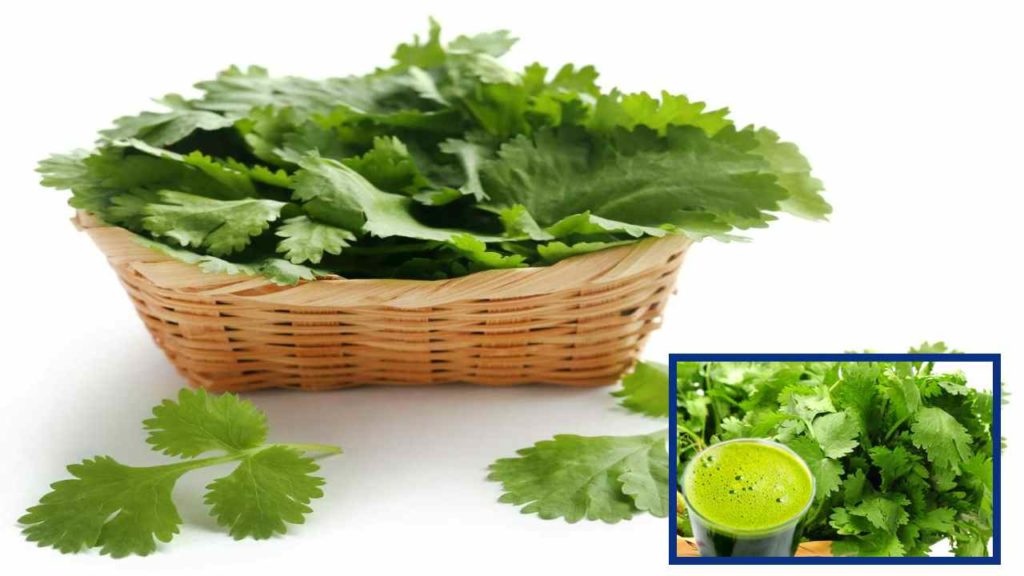 Coriander