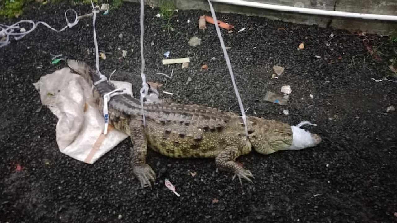 Crocodile: వరద ప్రభావం.. రోడ్డుపైకి కొట్టుకొచ్చిన మొసలి Crocodile: వరద ప్రభావం.. రోడ్డుపైకి కొట్టుకొచ్చిన మొసలి