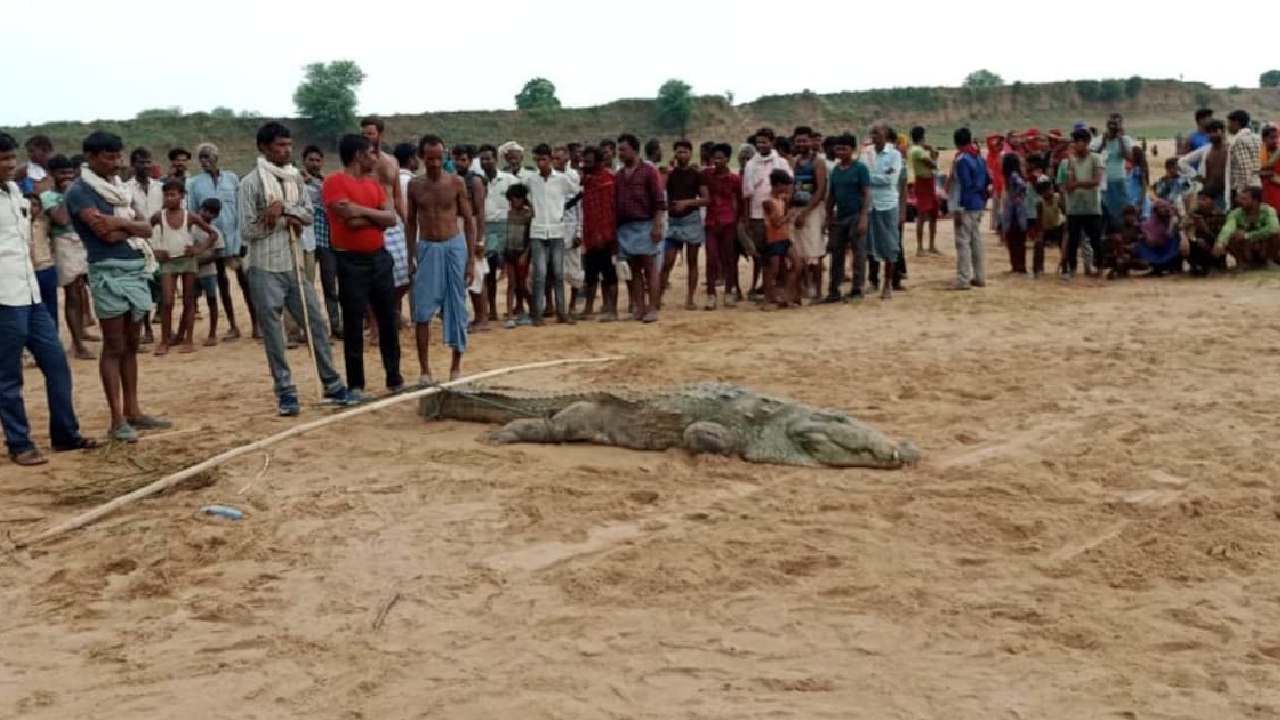 Crocodile: నదిలో స్నానానికి వెళ్లిన బాలుడు.. మింగేసిన మొసలి Crocodile: నదిలో స్నానానికి వెళ్లిన బాలుడు.. మింగేసిన మొసలి
