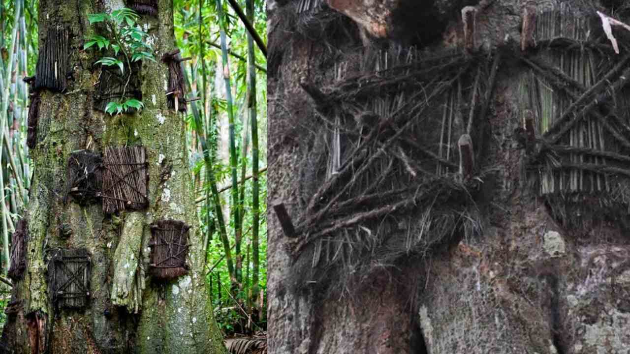 Tana Toraja : చెట్ల తొర్రల్లో పిల్లల శవాలు..ఆ చెట్లనే బిడ్డలుగా చూసుకుంటున్న తల్లిదండ్రులు Tana Toraja : చెట్ల తొర్రల్లో పిల్లల శవాలు..ఆ చెట్లనే బిడ్డలుగా చూసుకుంటున్న తల్లిదండ్రులు