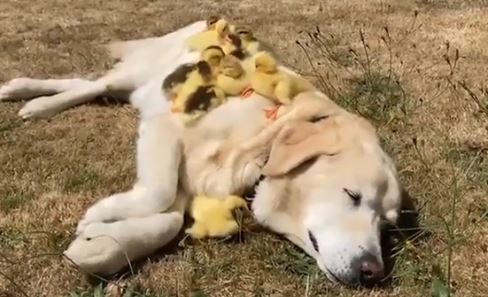 Dog and Ducks Friendship: హాయిగా ఆడుకోండి..! ఈ కుక్క ప్రేమను చూస్తే ఎవరైనా ఫిదా కావాల్సిందే!! Dog and Ducks Friendship: హాయిగా ఆడుకోండి..! ఈ కుక్క ప్రేమను చూస్తే ఎవరైనా ఫిదా కావాల్సిందే!!
