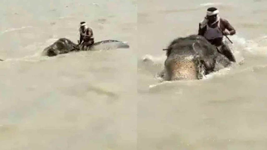 Elephant In Ganga River Bihar