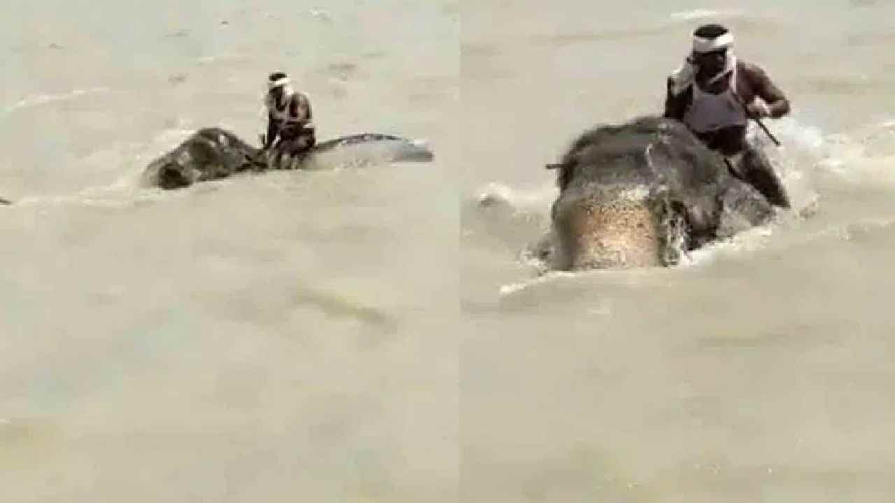 Viral Video : బాహుబలి ఏనుగు…వరదల్లో 3 కిలోమీటర్లు ఈది మావటి ప్రాణాలు కాపాడింది Viral Video : బాహుబలి ఏనుగు…వరదల్లో 3 కిలోమీటర్లు ఈది మావటి ప్రాణాలు కాపాడింది