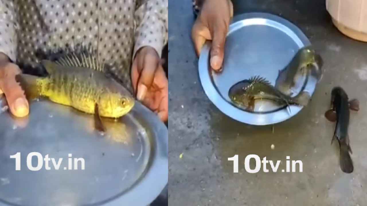 Danger Fish : వర్షంలో చేపలు.. వండుకు తింటున్న జనాలు.. మంచిదేనా? Danger Fish : వర్షంలో చేపలు.. వండుకు తింటున్న జనాలు.. మంచిదేనా?