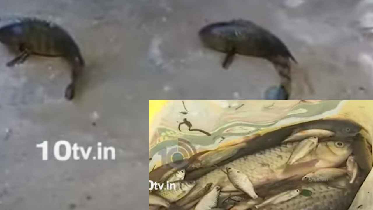 Fish Rain : తెలంగాణలో వింత.. మళ్లీ చేపల వర్షం, ఆశ్చర్యంలో జనం Fish Rain : తెలంగాణలో వింత.. మళ్లీ చేపల వర్షం, ఆశ్చర్యంలో జనం