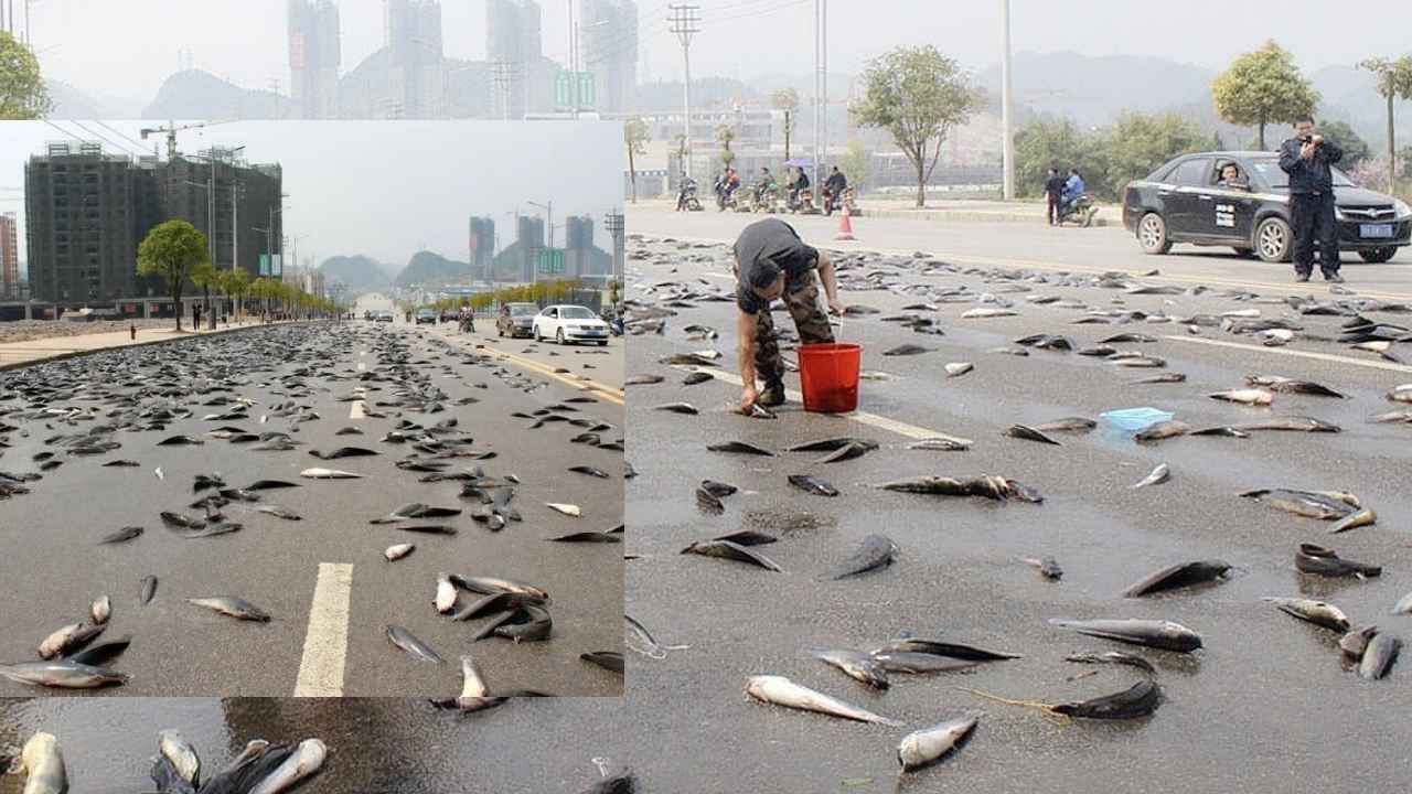 Fish Rain Reason : చేపల వర్షానికి కారణం ఏంటి? అసలు చేపలు ఆకాశంలో ఎలా వెళ్లాయి? Fish Rain Reason : చేపల వర్షానికి కారణం ఏంటి? అసలు చేపలు ఆకాశంలో ఎలా వెళ్లాయి?