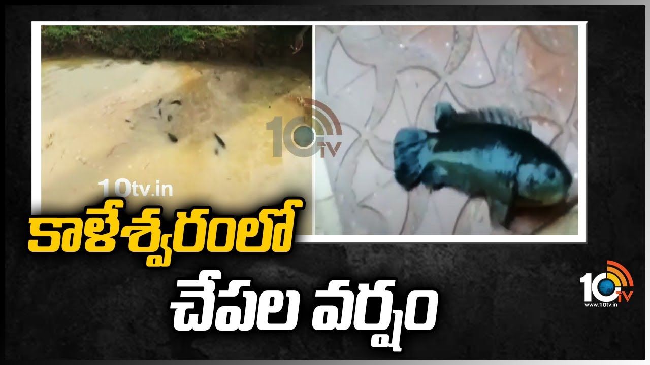 కాళేశ్వరంలో చేపల వర్షం