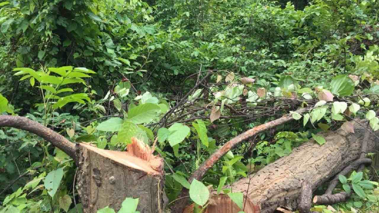 Forest Act: చెట్లు నరికితే ఇకపై జైలు శిక్ష కాదు.. రూ.500 ఫైన్! Forest Act: చెట్లు నరికితే ఇకపై జైలు శిక్ష కాదు.. రూ.500 ఫైన్!