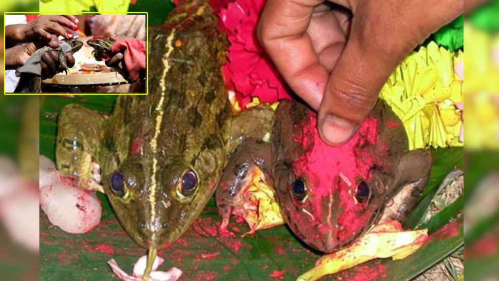 Frogs Divorced