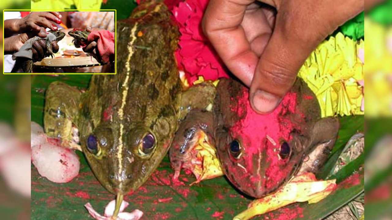 Frogs Divorced : ‘విడాకులు’ తీసుకుంటున్న ’కప్పల జంట’..! Frogs Divorced : ‘విడాకులు’ తీసుకుంటున్న ’కప్పల జంట’..!