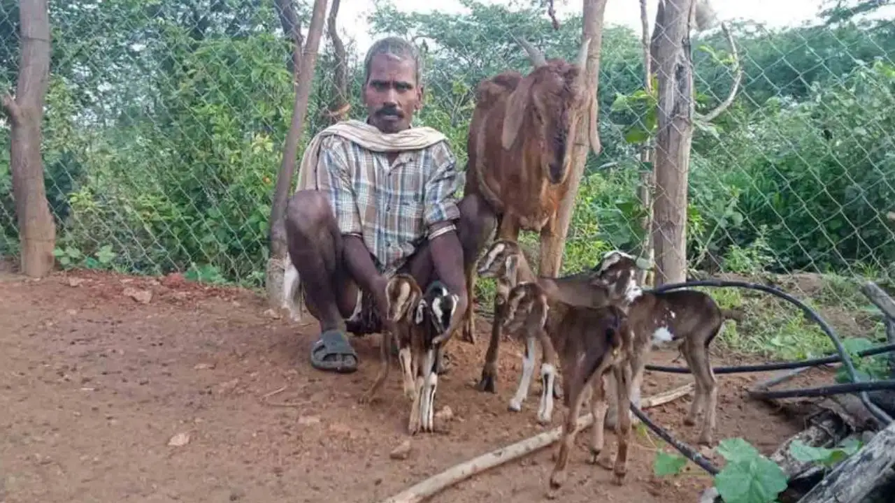 Goat : ఒకే ఈతలో ఐదు మేక పిల్లలు జననం Goat : ఒకే ఈతలో ఐదు మేక పిల్లలు జననం