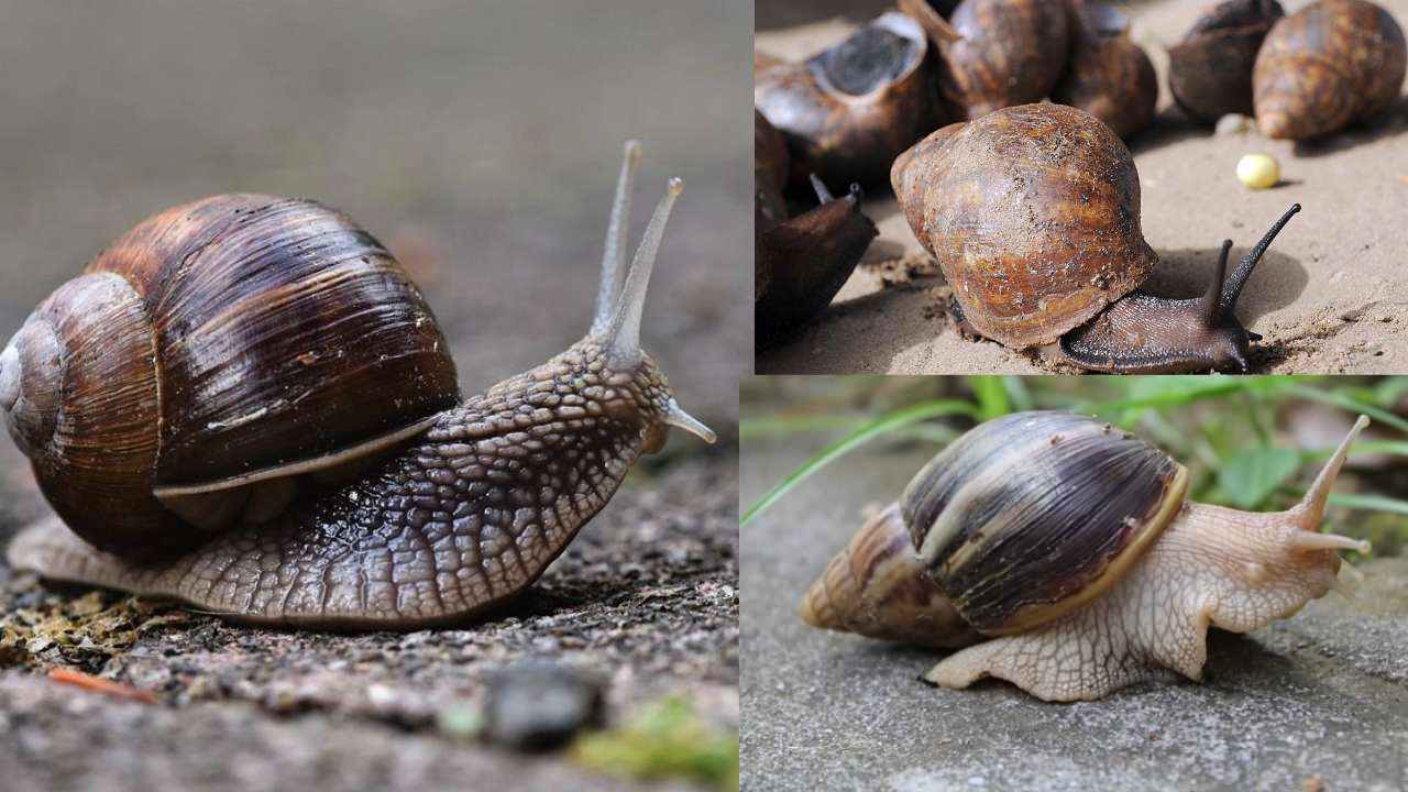 Ghosts Snails : అమెరికాను వణికిస్తున్న‘నత్త’లు..ఫ్లోరిడాలో కొత్త రకం లాక్ డౌన్..! Ghosts Snails : అమెరికాను వణికిస్తున్న‘నత్త’లు..ఫ్లోరిడాలో కొత్త రకం లాక్ డౌన్..!