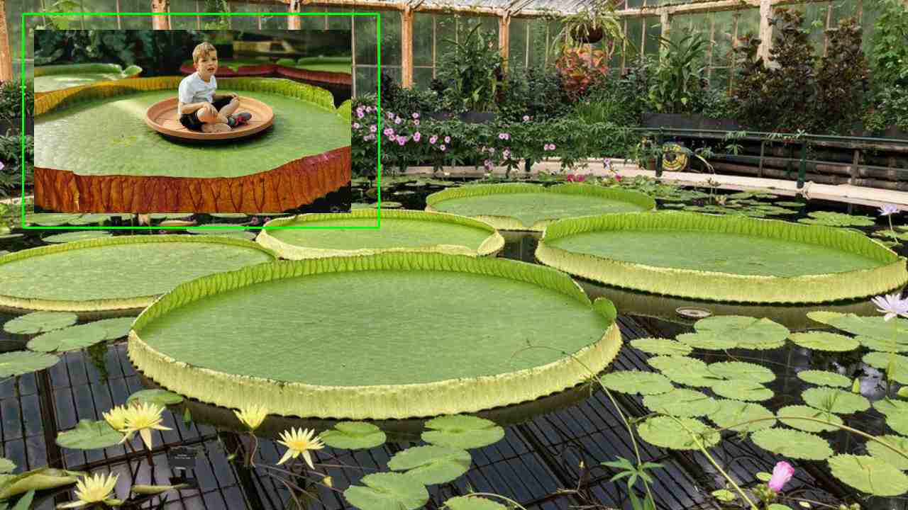 world largest water lily : ఇది ప్రపంచంలోనే అతిపెద్ద ఆకు ఉన్న వాటర్ లిల్లీ మొక్క world largest water lily : ఇది ప్రపంచంలోనే అతిపెద్ద ఆకు ఉన్న వాటర్ లిల్లీ మొక్క