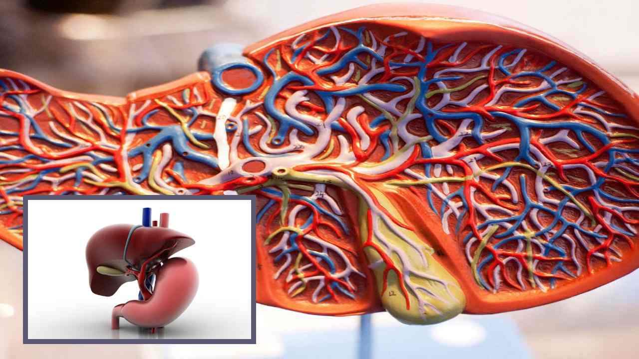 Hepatitis Viruses : కాలేయాన్ని దెబ్బతీసే హెపటైటిస్ వైరస్ లు ఇవే! Hepatitis Viruses : కాలేయాన్ని దెబ్బతీసే హెపటైటిస్ వైరస్ లు ఇవే!