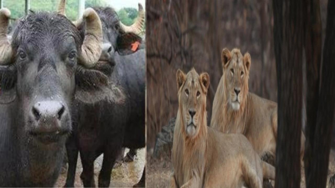 Lions for sale : సింహాలను అమ్మకానికి పెట్టిన ప్రభుత్వం.. గేదె ధరకంటే కంటే చాలా తక్కువ Lions for sale : సింహాలను అమ్మకానికి పెట్టిన ప్రభుత్వం.. గేదె ధరకంటే కంటే చాలా తక్కువ