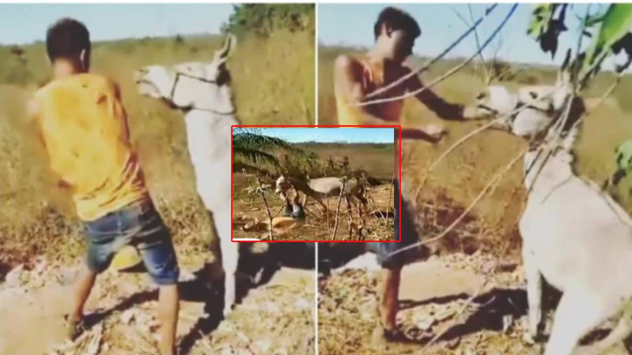 Man-Donkey : సహనానికి కూడా ఓ హద్దుంటుందిరా ‘గాడిద’..యజమానికి చుక్కలు చూపించిందిగా.. Man-Donkey : సహనానికి కూడా ఓ హద్దుంటుందిరా ‘గాడిద’..యజమానికి చుక్కలు చూపించిందిగా..