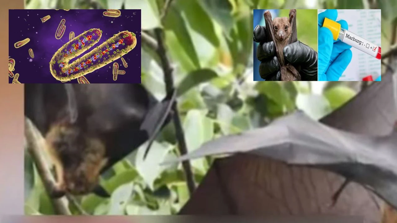 Marburg Virus : మరో ప్రాణాంతకమైన వైరస్ కలకలం..ఆఫ్రికాలో గుర్తింపు Marburg Virus : మరో ప్రాణాంతకమైన వైరస్ కలకలం..ఆఫ్రికాలో గుర్తింపు