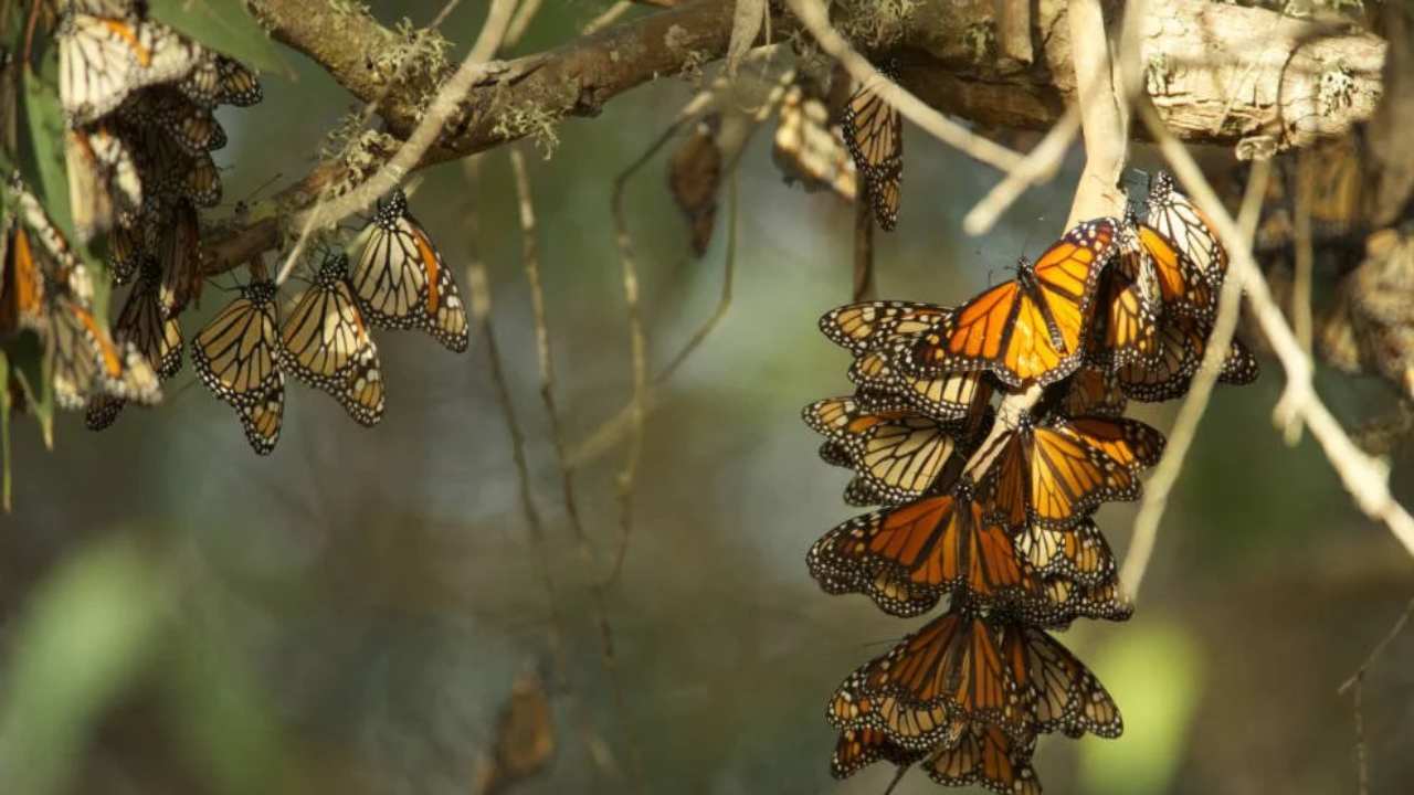 Migratory Monarch Butterflies Are Listed As An Endangered Species (1)