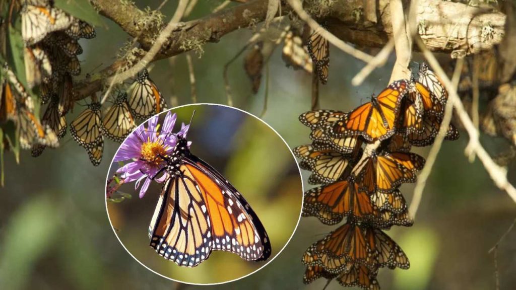 Migratory Monarch Butterflies Are Listed As An Endangered Species