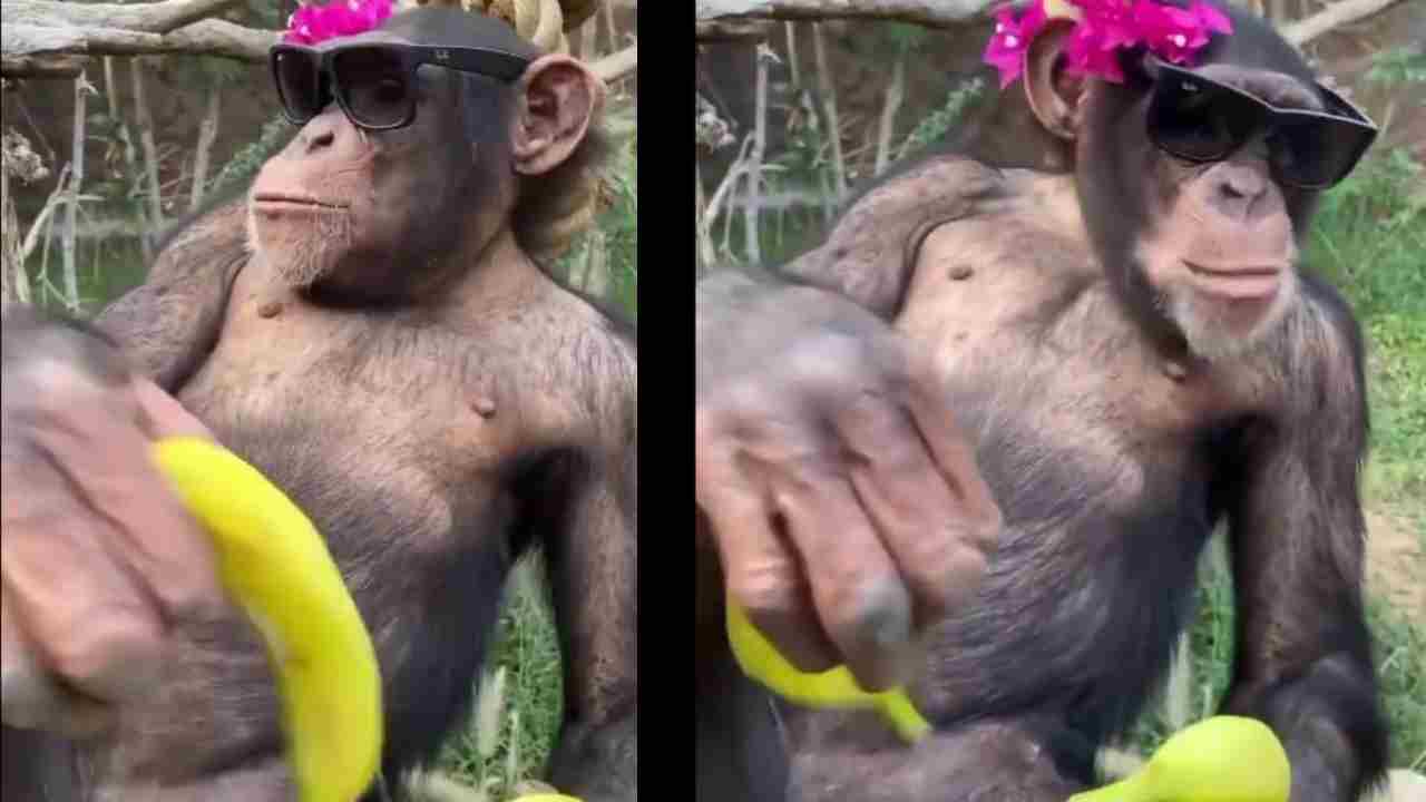 Viral Video: మామా..! లైఫంటే ఇట్లా ఉండాలె.. ఈ కోతి దర్జాచూస్తే మీరు కుళ్లుకోవటం ఖాయం.. Viral Video: మామా..! లైఫంటే ఇట్లా ఉండాలె.. ఈ కోతి దర్జాచూస్తే మీరు కుళ్లుకోవటం ఖాయం..