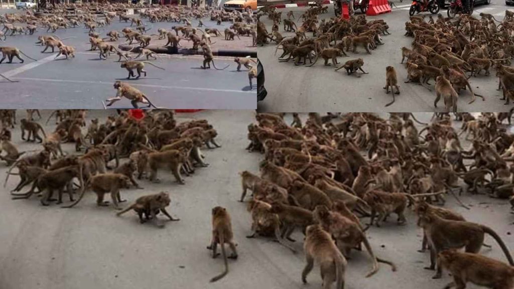 Monkeys Gang War