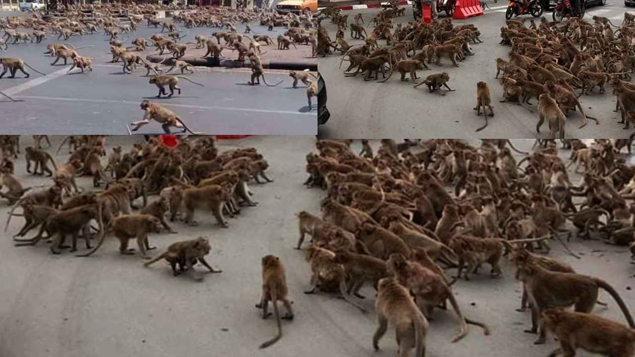 Monkeys Gang War : గోడలెక్కి మరీ కొట్లాట.. టెన్షన్ పెట్టిన కోతుల గ్యాంగ్ వార్ Monkeys Gang War : గోడలెక్కి మరీ కొట్లాట.. టెన్షన్ పెట్టిన కోతుల గ్యాంగ్ వార్
