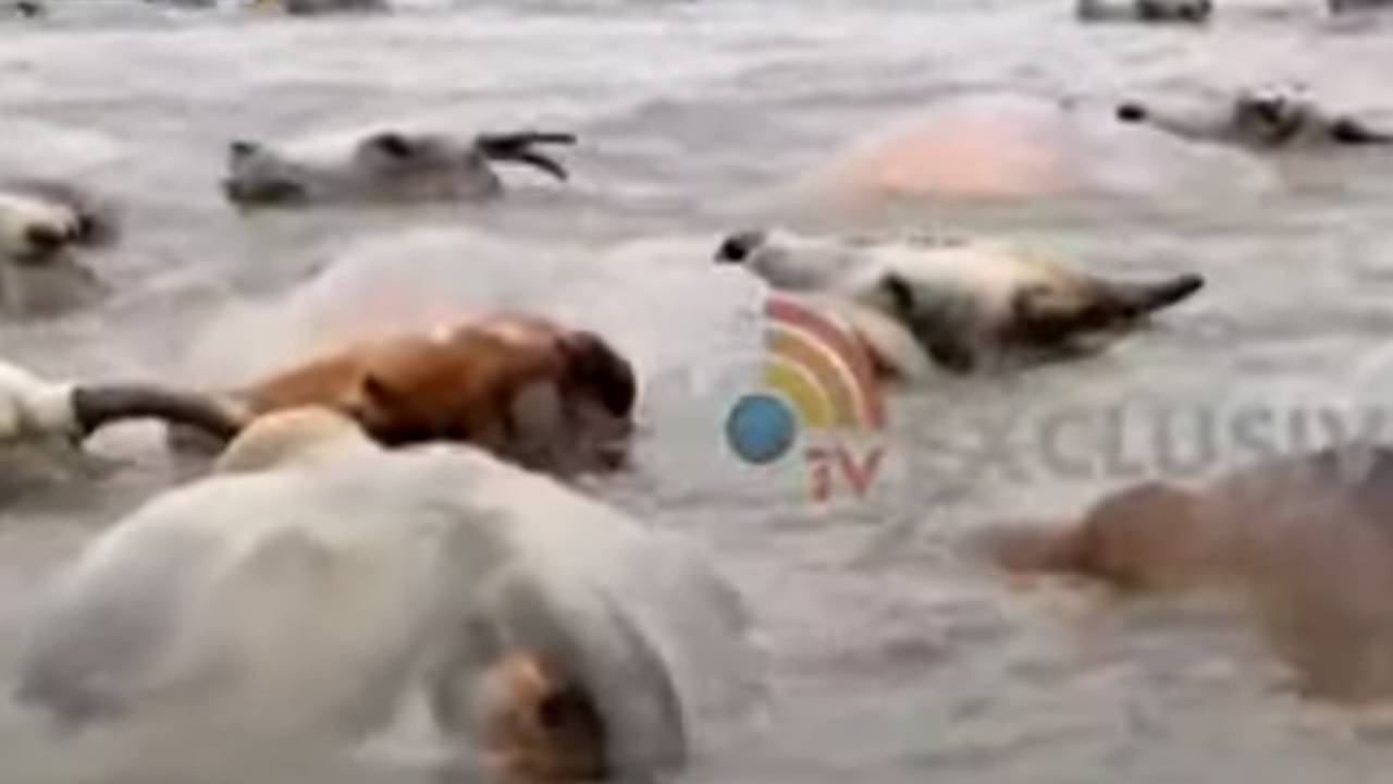 Nandyala: ఆవుల మందను తరిమిన అడవిపందుల గుంపు..భయంతో రిజర్వాయర్ లో చిక్కుకున్న గోమాతలు Nandyala: ఆవుల మందను తరిమిన అడవిపందుల గుంపు..భయంతో రిజర్వాయర్ లో చిక్కుకున్న గోమాతలు