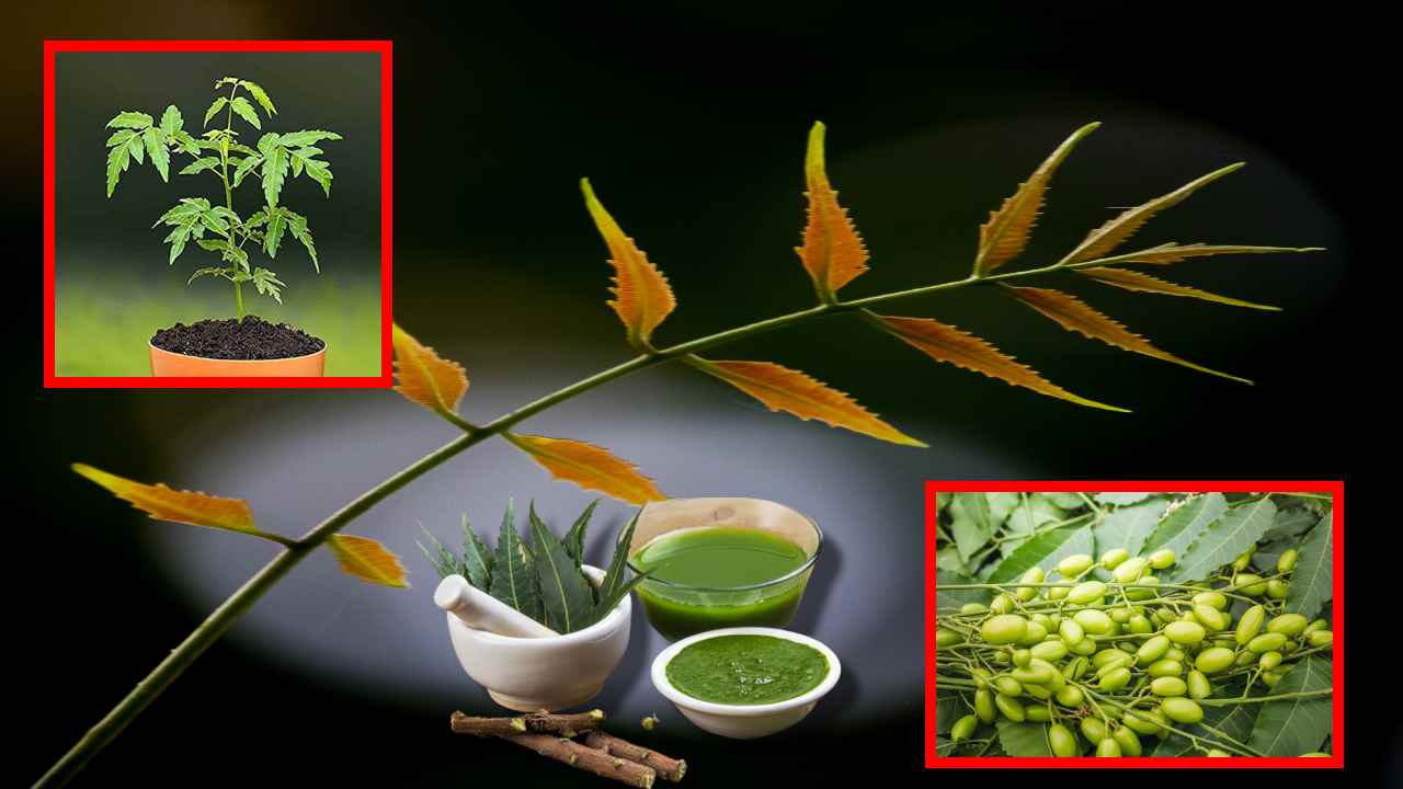 NEEM : సర్వ రోగ నివారిణి వేప! ప్రయోజనాలు తెలిస్తే? NEEM : సర్వ రోగ నివారిణి వేప! ప్రయోజనాలు తెలిస్తే?