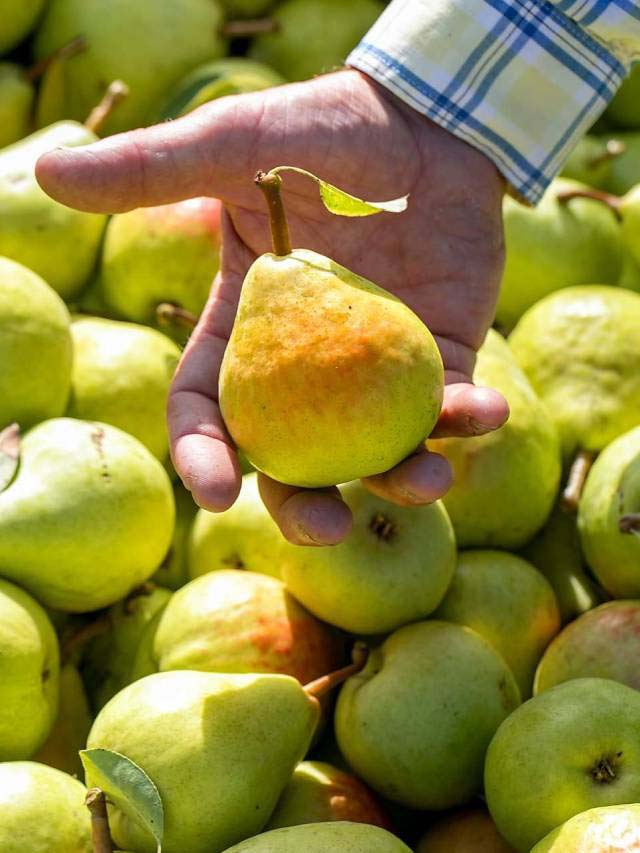 పియ‌ర్ ఫ్రూట్ తో అద్భుత‌మైన ఆరోగ్య ప్ర‌యోజ‌నాలు 10TV Telugu Amazing