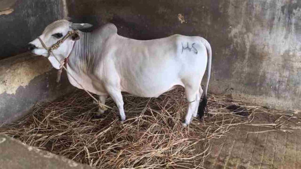 Punganur Cow