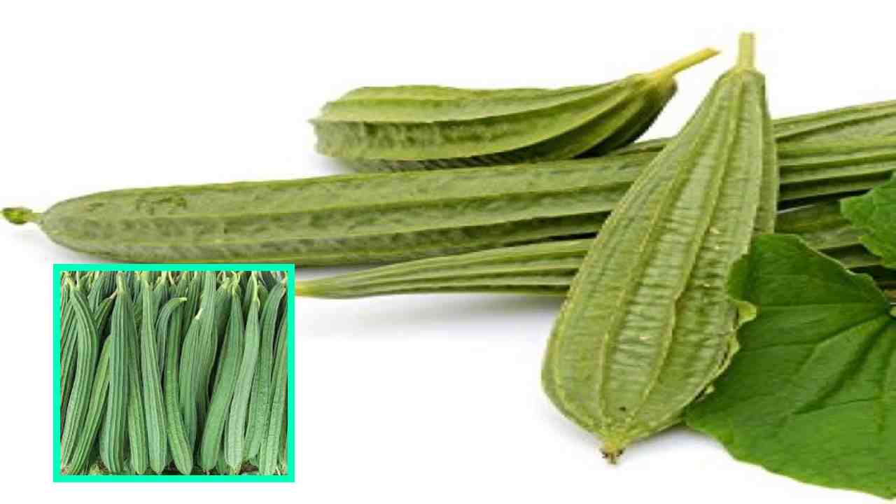 Ridge Gourd : రక్తంలో చక్కెర స్ధాయిని నియంత్రణలో ఉంచే బీరకాయ! Ridge Gourd : రక్తంలో చక్కెర స్ధాయిని నియంత్రణలో ఉంచే బీరకాయ!