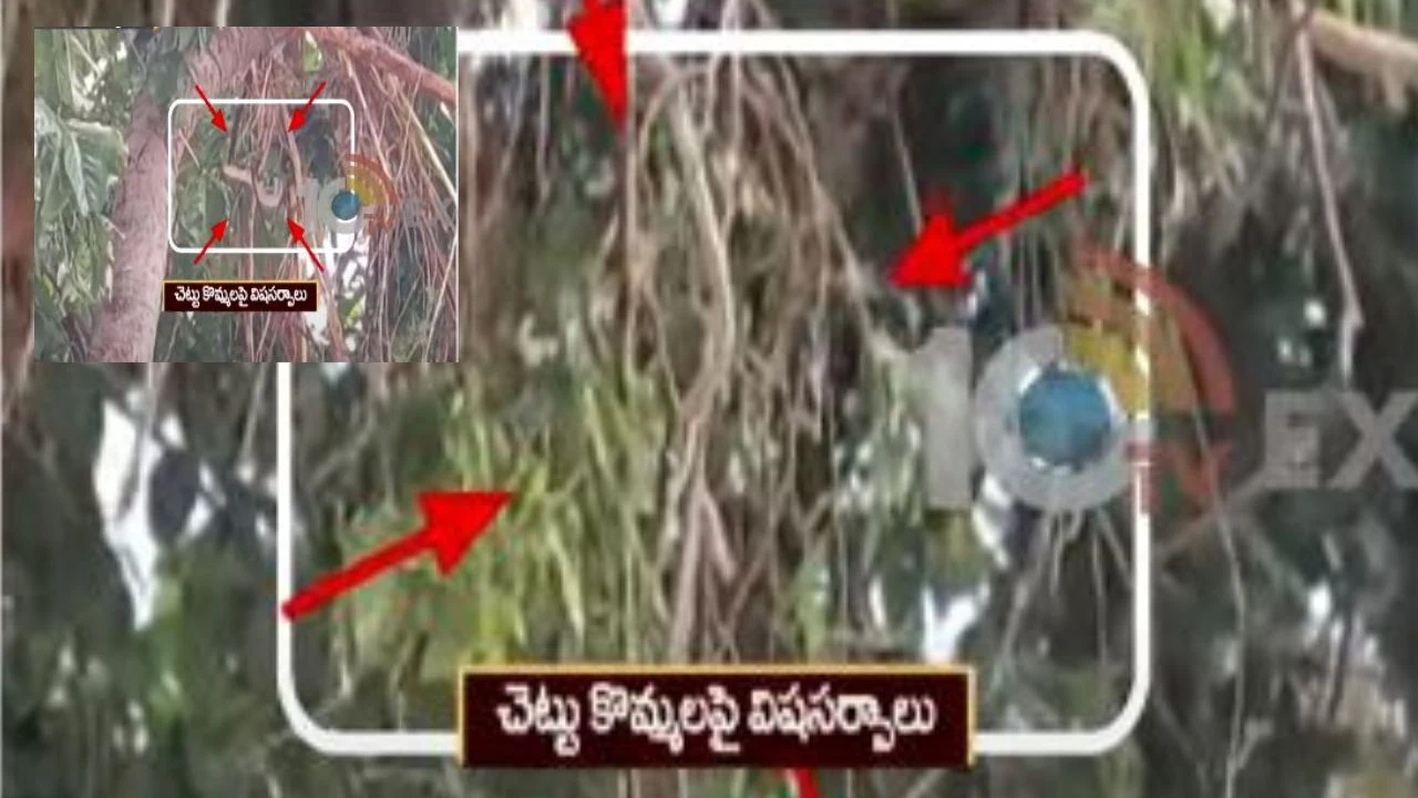 Poisonous Snakes : మంచిర్యాలలో విష సర్పాల కలకలం..వర్షాలు, వరదలకు కొట్టుకొచ్చిన పాములు Poisonous Snakes : మంచిర్యాలలో విష సర్పాల కలకలం..వర్షాలు, వరదలకు కొట్టుకొచ్చిన పాములు
