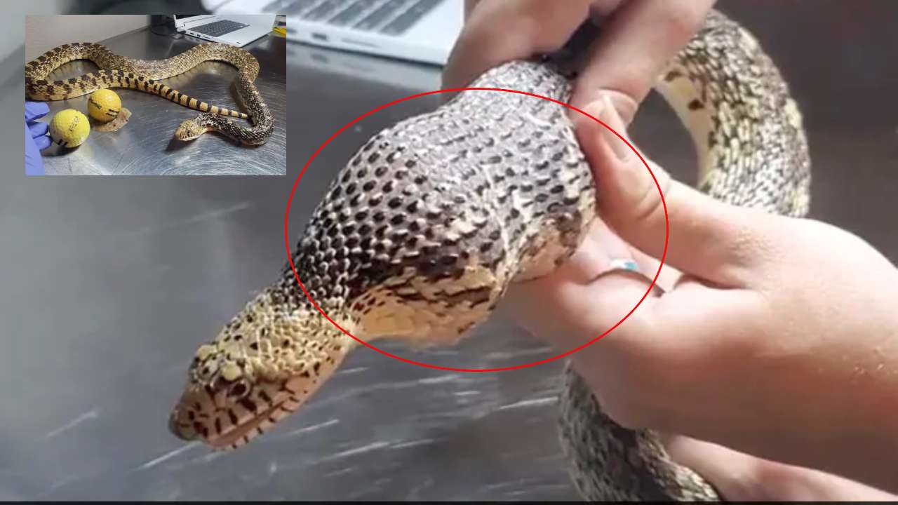 Snake Swallows Golf Balls : గుడ్లు అనుకుందేమో..గోల్ఫ్ బంతులను మింగేసిన పాము..మింగలేక కక్కలేక తిప్పలు Snake Swallows Golf Balls : గుడ్లు అనుకుందేమో..గోల్ఫ్ బంతులను మింగేసిన పాము..మింగలేక కక్కలేక తిప్పలు