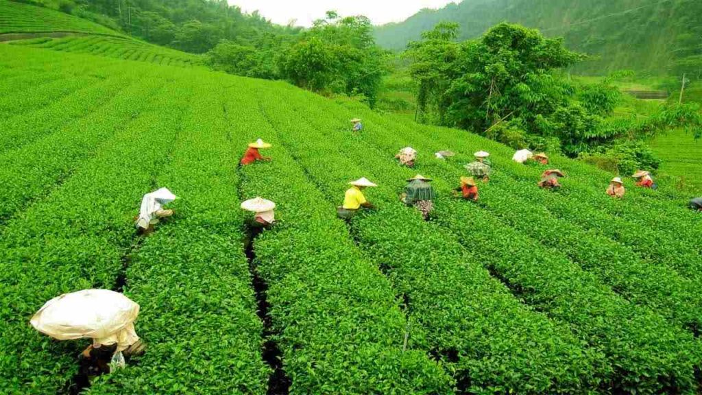 Tea Production