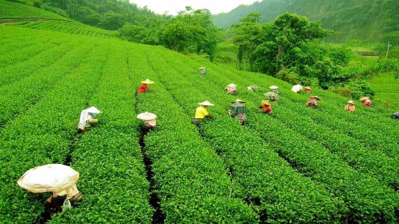 Tea Production: వర్షాల ప్రభావం.. తగ్గనున్న తేయాకు ఉత్పత్తి Tea Production: వర్షాల ప్రభావం.. తగ్గనున్న తేయాకు ఉత్పత్తి