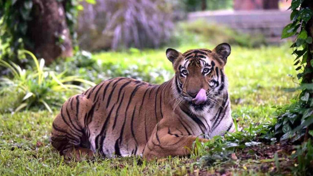 Tiger Captured