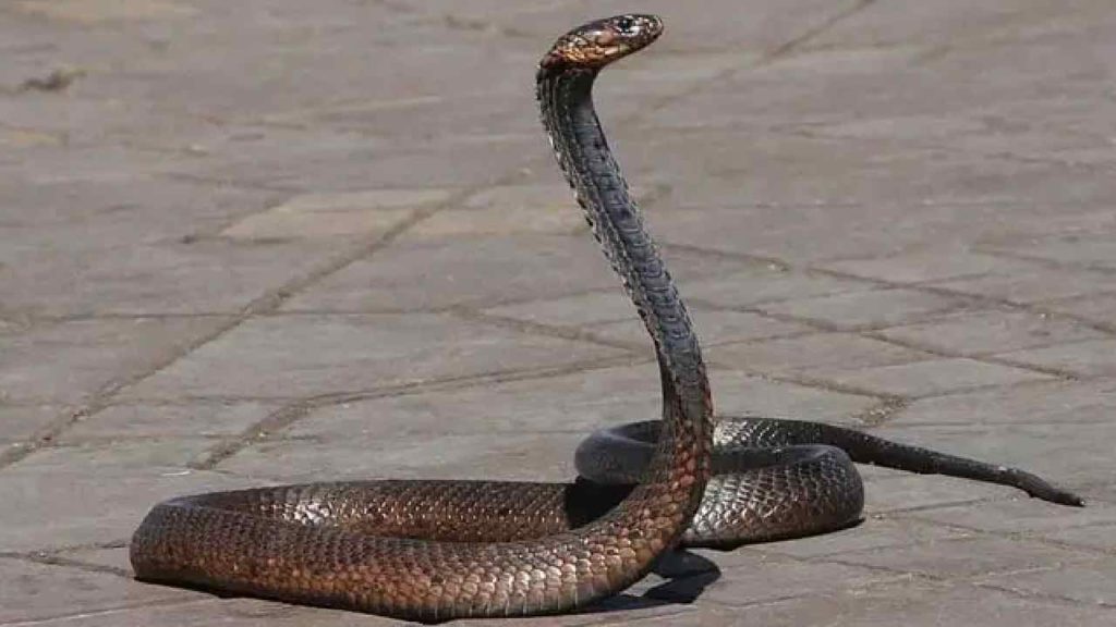 Us Snake